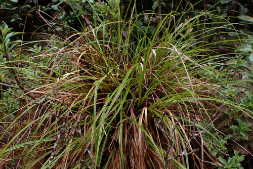 Carex uncinata observed 2026-05-30