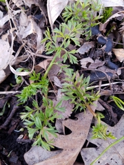 Perideridia americana