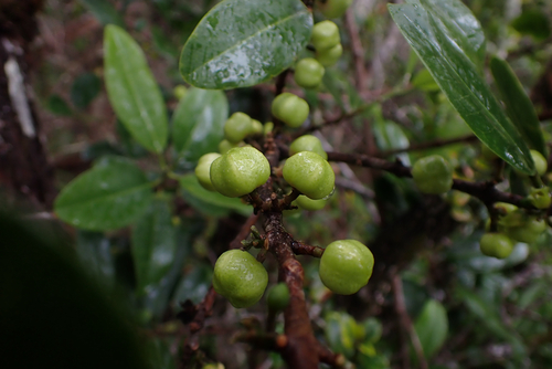 Melicope anisata observed 2026-05-30