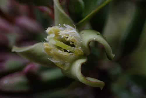 Santalum freycinetianum observed 2026-05-30