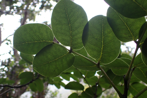 Zanthoxylum kauaense, 2026-05-30