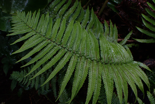 Dryopteris fuscoatra observed 2026-05-30