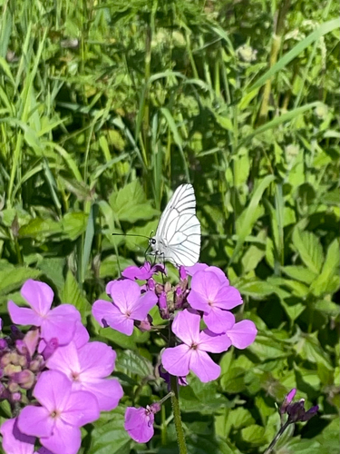 Black-veined White