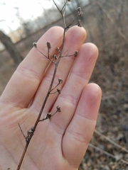 Lactuca canadensis