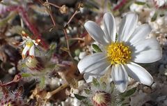 Nemacladus rubescens