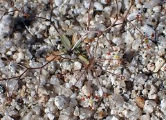 Nemacladus rubescens