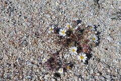 Nemacladus rubescens