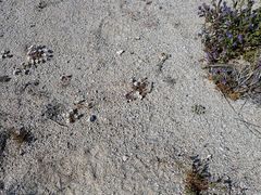 Nemacladus rubescens