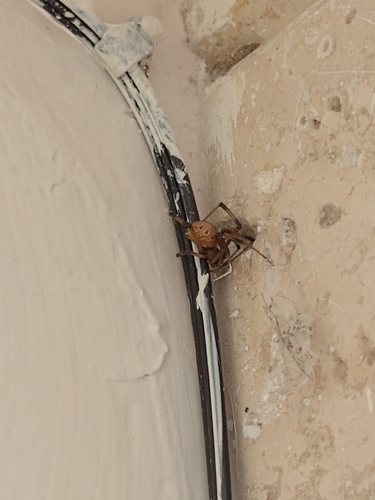 Brown Widow