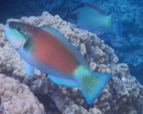 Bullethead Parrotfish
