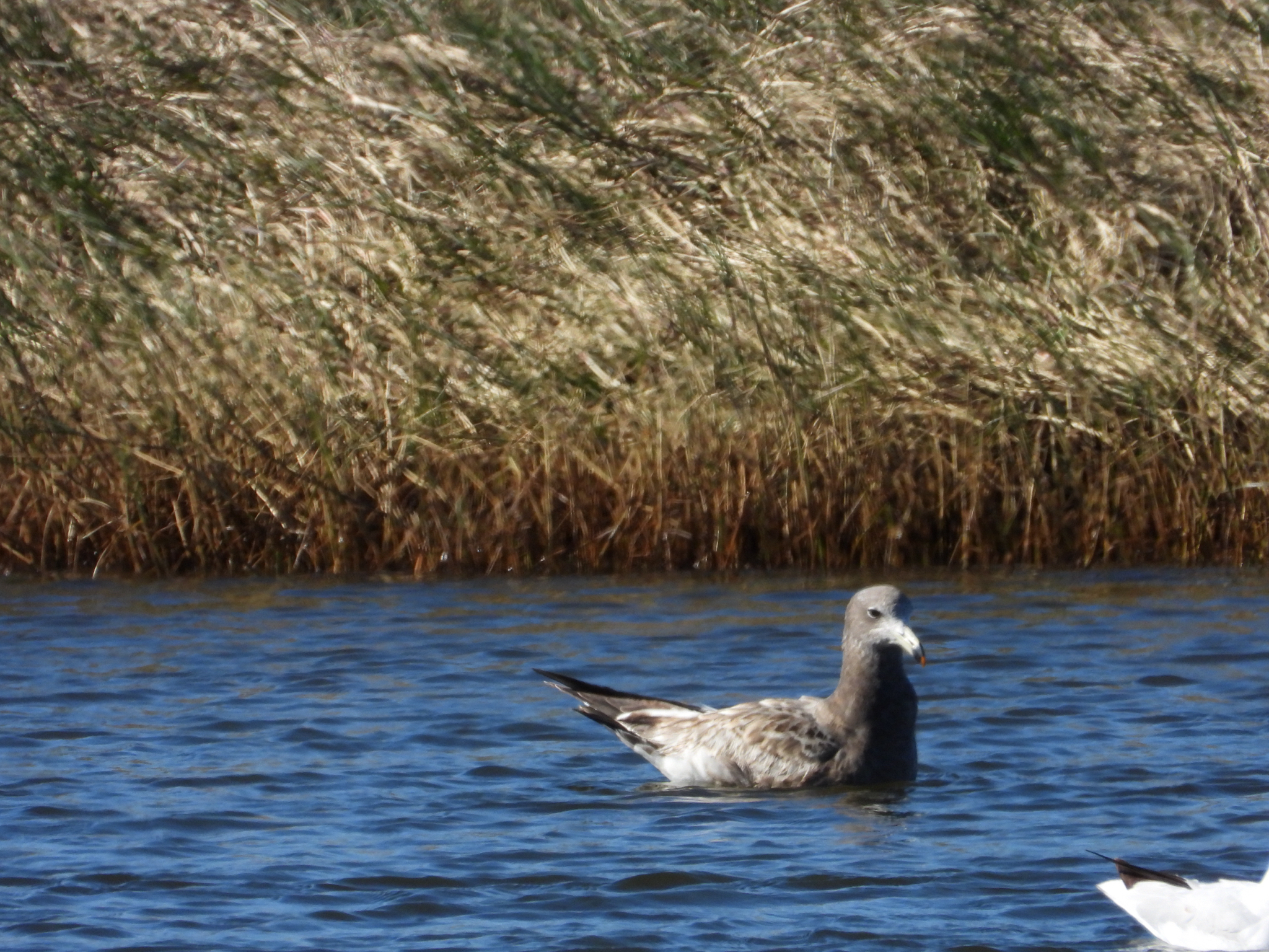 Olrog's Gull (Larus atlanticus), photo 1