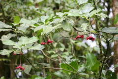 Palicourea correae