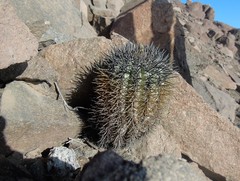 Copiapoa atacamensis