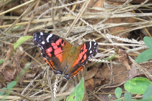 Banded Lady