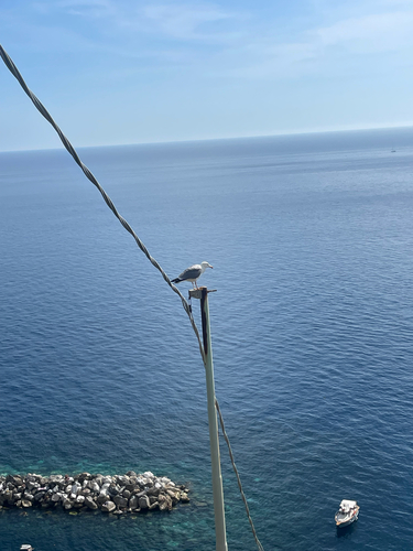 Yellow-legged Gull