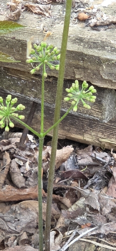 wild sarsaparilla