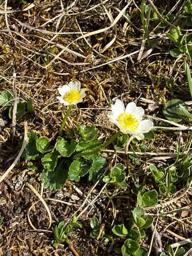 Alpine Crowfoot