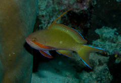 Pseudanthias huchtii