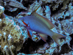 Pseudanthias huchtii