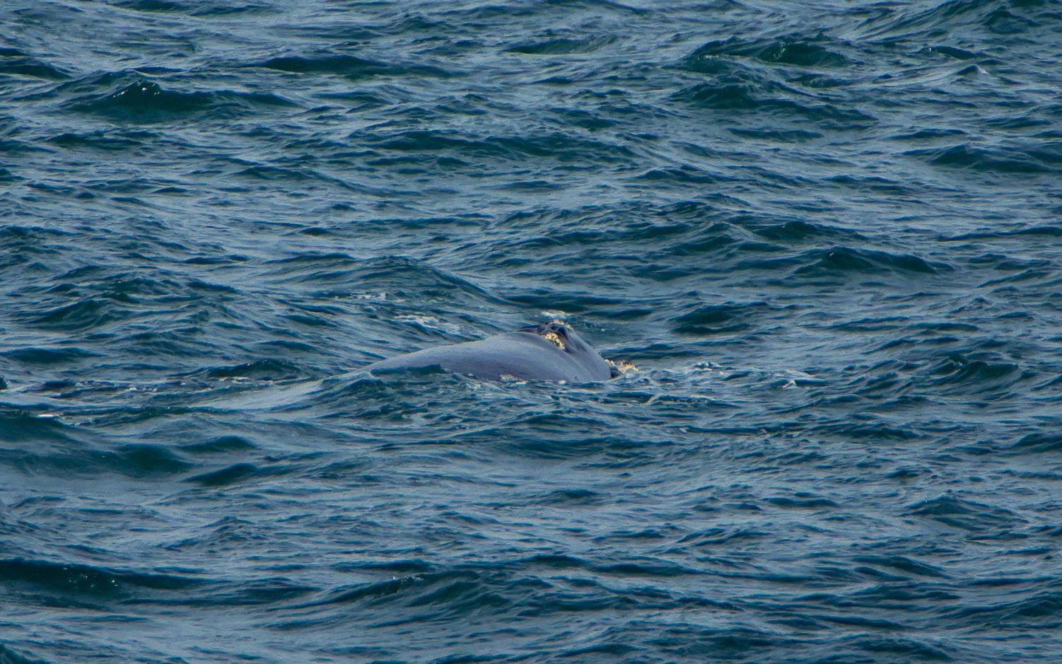 Eubalaena australis
