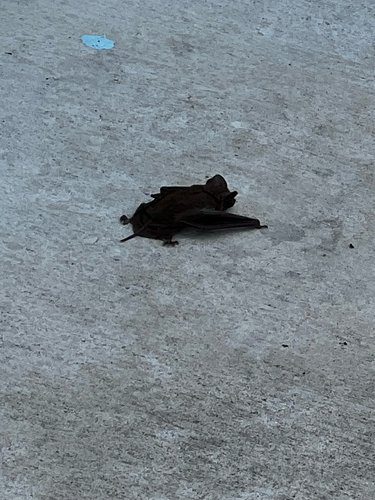 Mexican Free-tailed Bat observed by skpatton