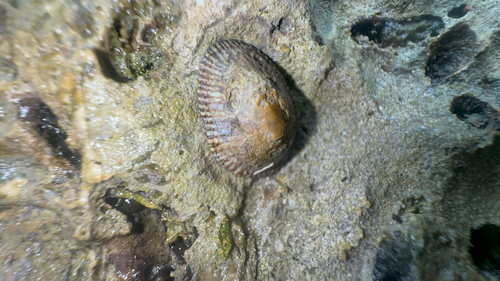 Western Atlantic Striped False Limpet