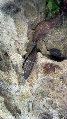 Flat Tree Oyster