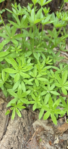 fragrant bedstraw