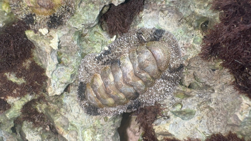 West Indian Fuzzy Chiton