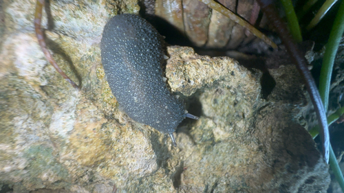Florida Onchidella