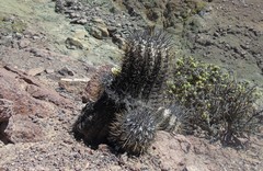 Copiapoa atacamensis
