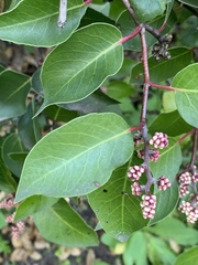 Rhus ovata