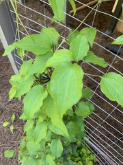 Clematis grata