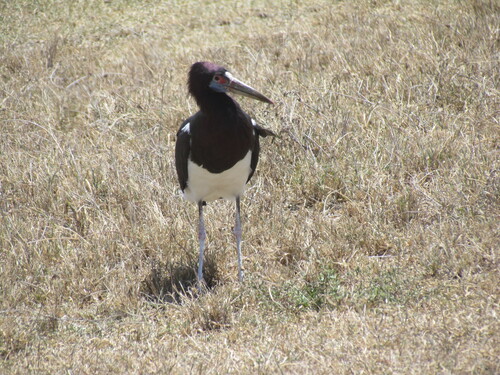 iNaturalist image