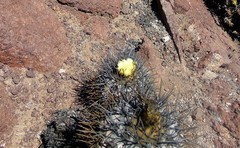 Copiapoa atacamensis