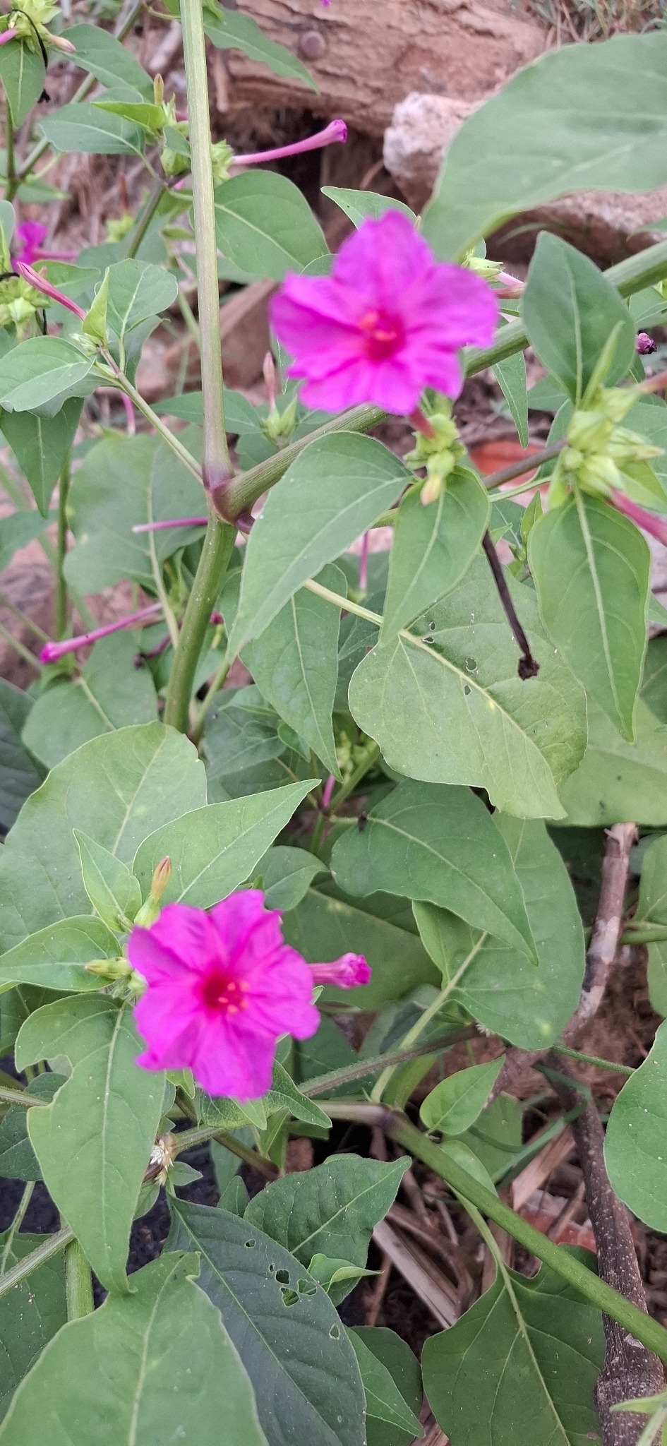 Mirabilis jalapa