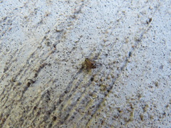 Aphrodinae
