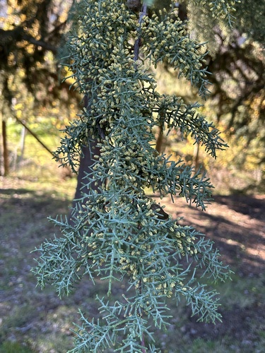 western cypresses