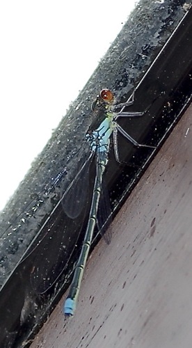 Red-eyed Damselfly