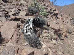 Copiapoa atacamensis