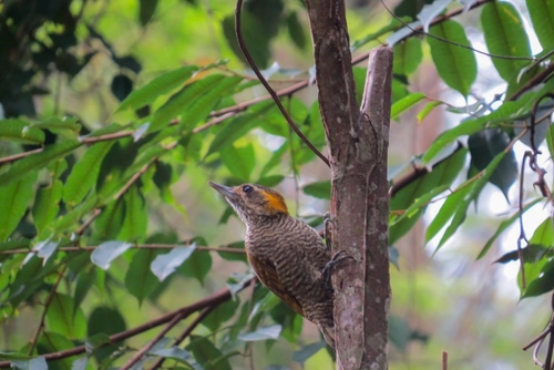 Yellow-eared Woodpecker