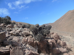Copiapoa atacamensis