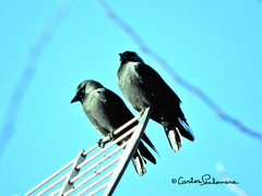 Corvus monedula