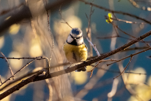 Eurasian Blue Tit
