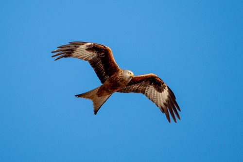Red Kite