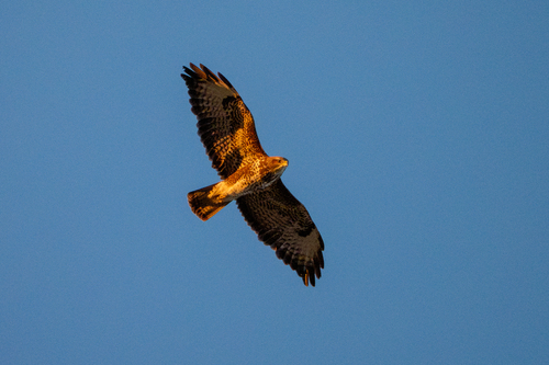 Common Buzzard