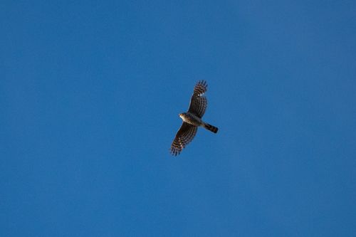 Eurasian Sparrowhawk