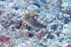 Thalassoma quinquevittatum