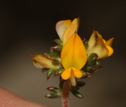Image of Limestone Capegorse (Aspalathus crassisepala) by (c) Brian du Preez, some rights reserved (CC BY-SA)
