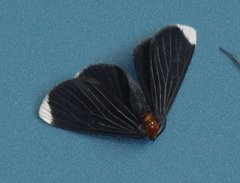 Melanchroia chephise